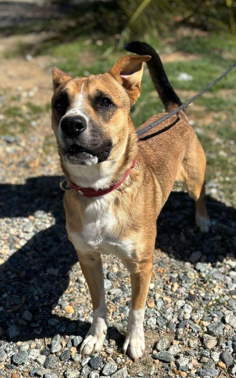 Riley , a ADOPTABLE mixed breed in Carlsbad, CA image 5/6