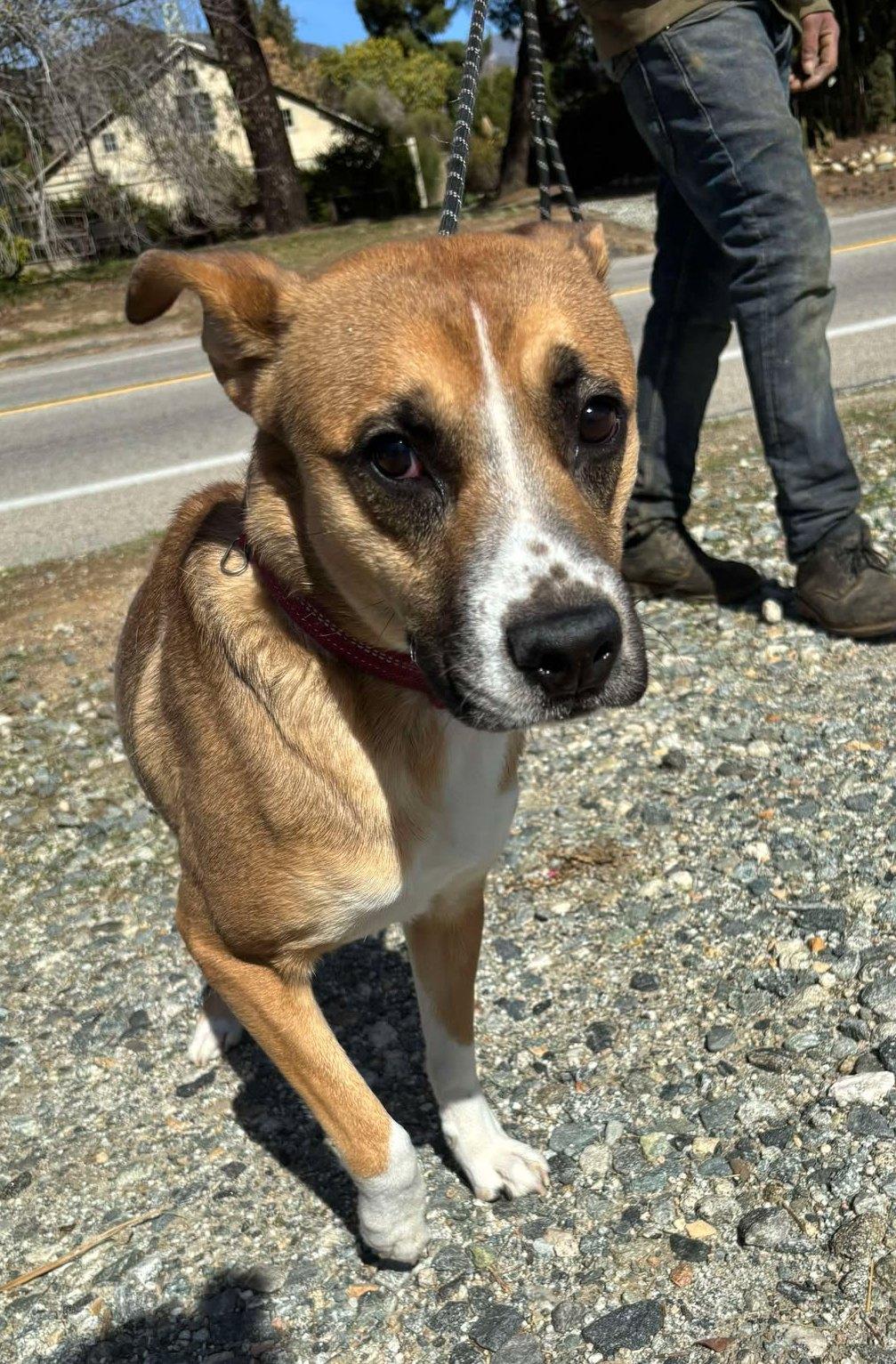 Riley , a ADOPTABLE mixed breed in Carlsbad, CA image 3/6