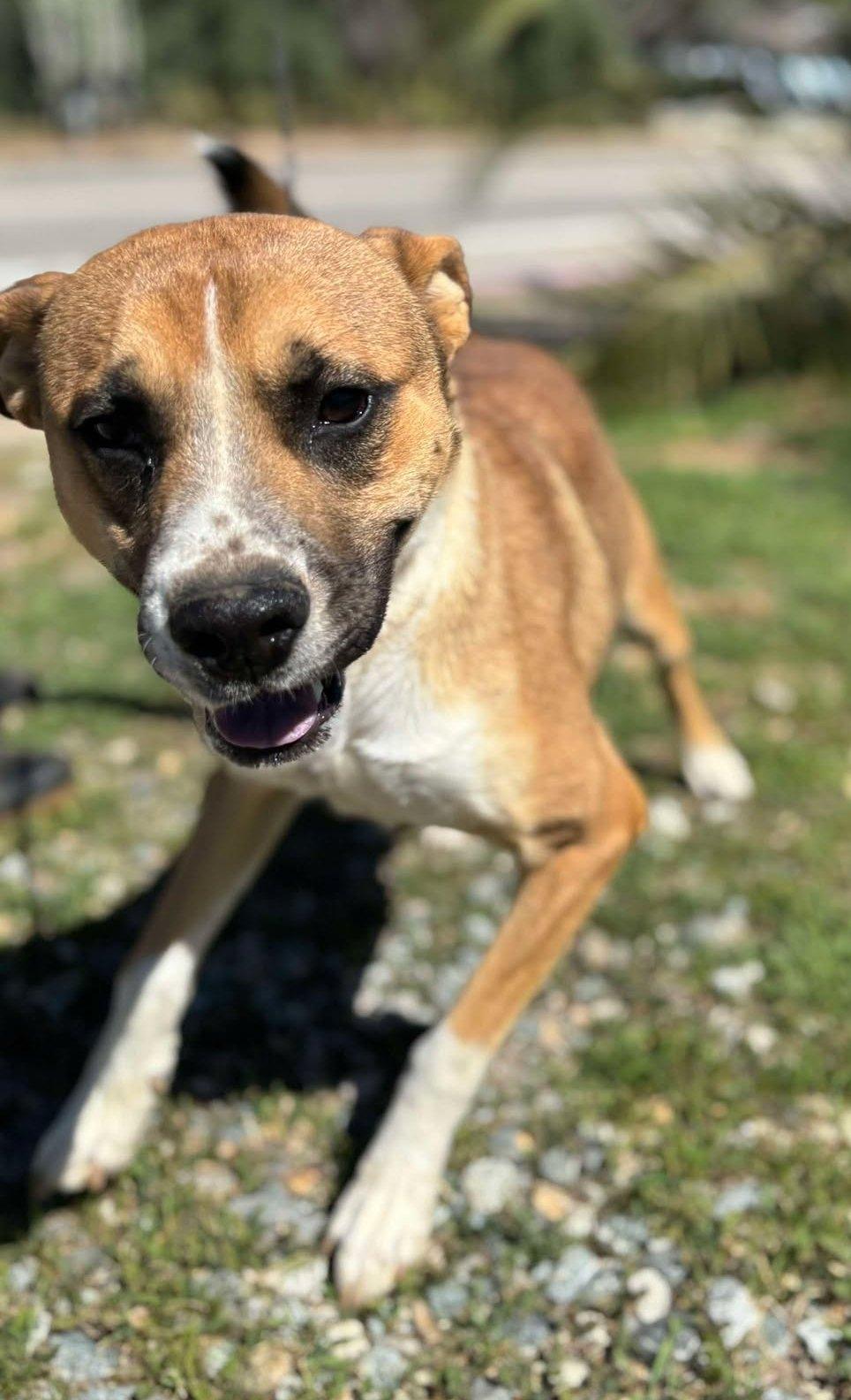 Riley , a ADOPTABLE mixed breed in Carlsbad, CA image 2/6