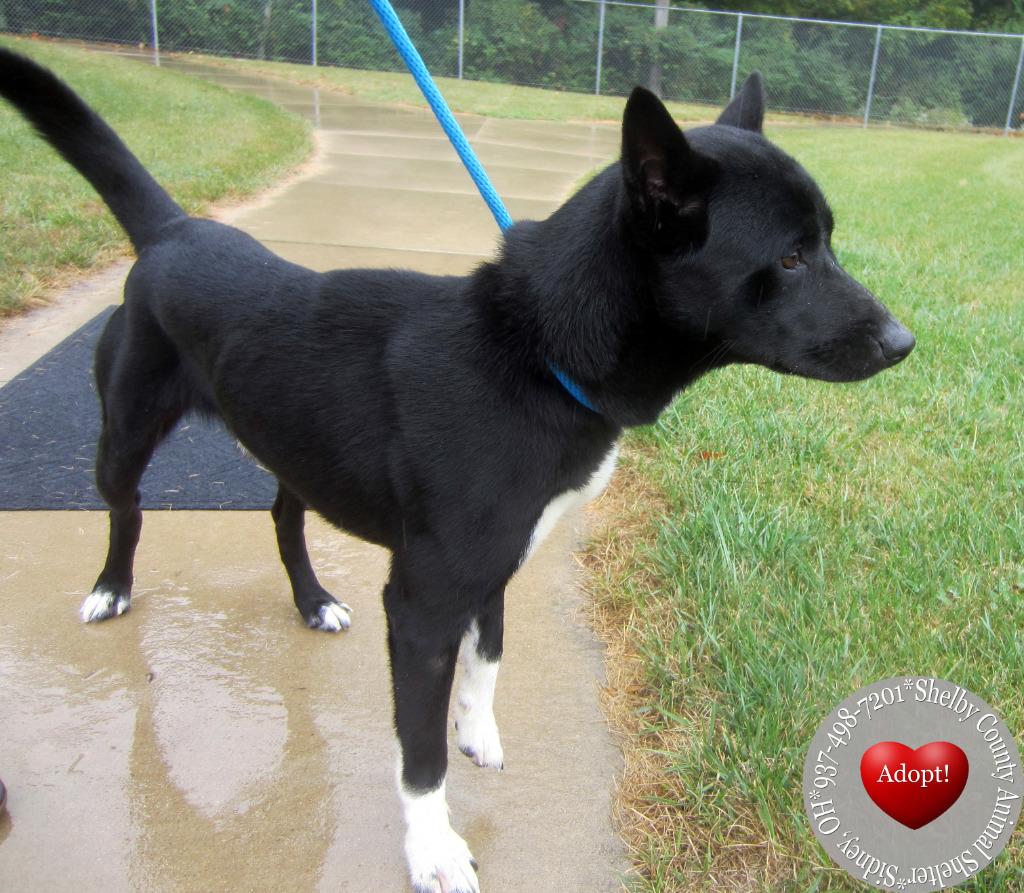 Dennis Yrly 385/28, Adopted, Young Male Akita.