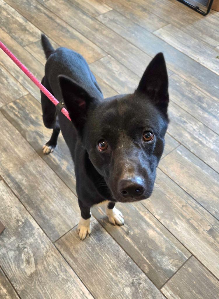 Enlarge Dennis Yrly 385/28, a Adopted mixed breed in Sidney, OH image 2/4