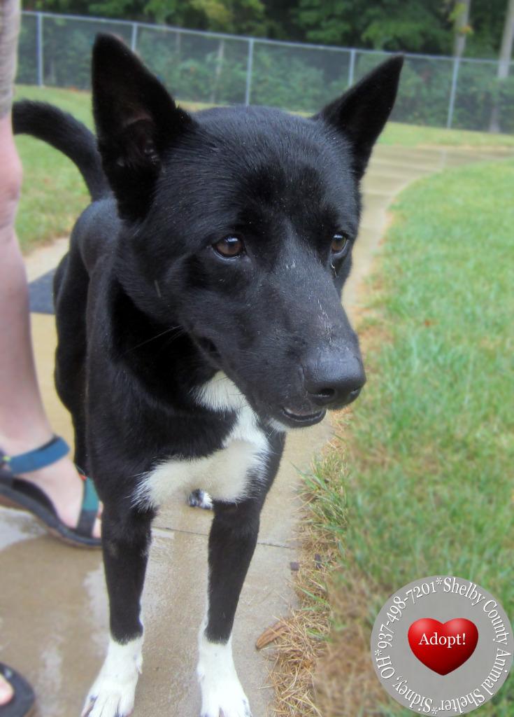 Enlarge Dennis Yrly 385/28, a Adopted mixed breed in Sidney, OH image 3/4