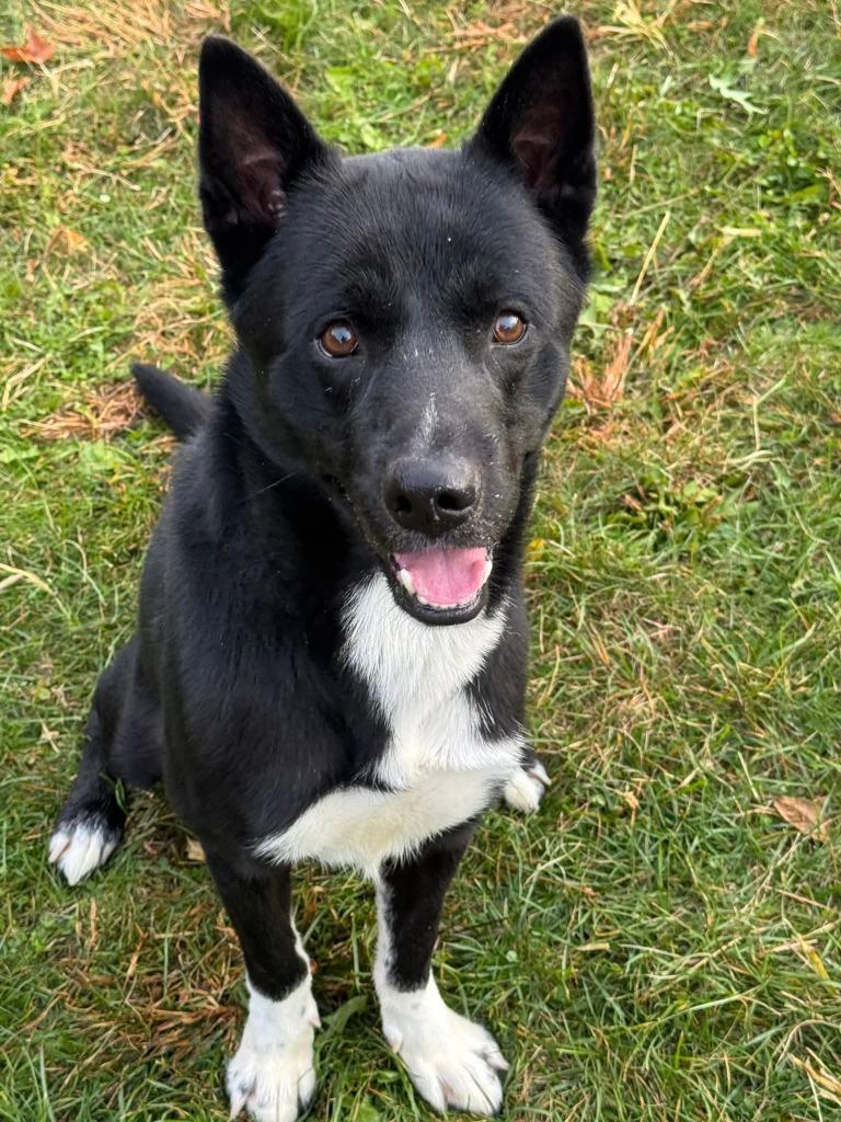 Enlarge Dennis Yrly 385/28, a Adopted mixed breed in Sidney, OH image 4/4