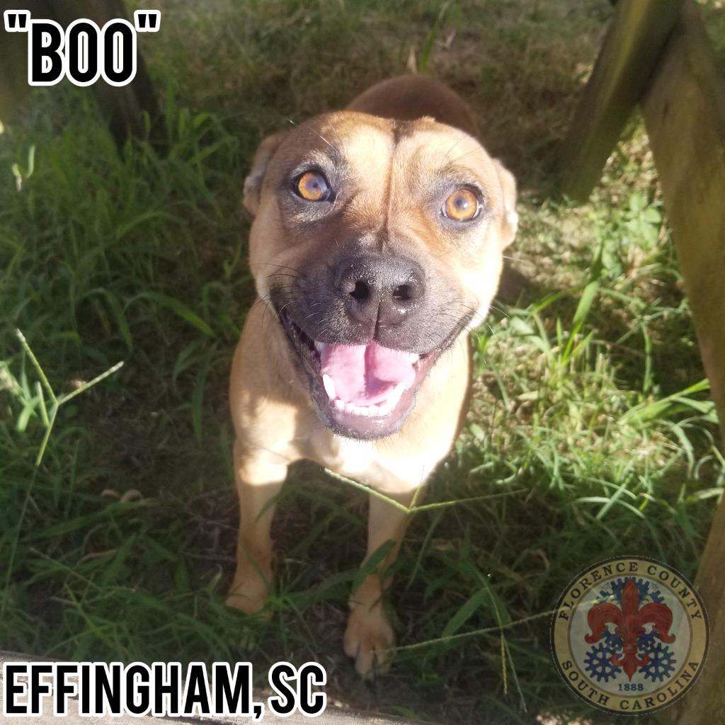 Enlarge Boo, a Adopted mixed breed in Effingham, SC image 1/1