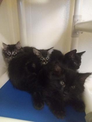 Saltine, Adoptable, Adult Male Domestic Short Hair & Domestic Short Hair.