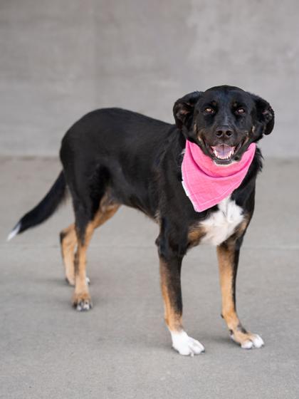 Enlarge Nellie, a Adoptable mixed breed in Longmont, CO image 1/3
