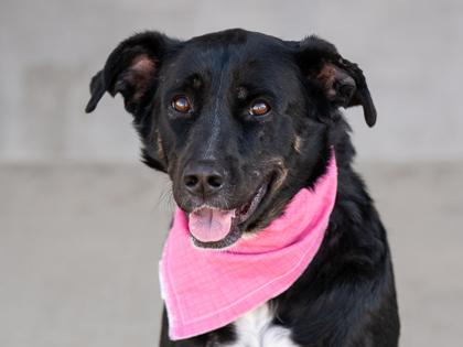 Enlarge Nellie, a Adoptable mixed breed in Longmont, CO image 2/3