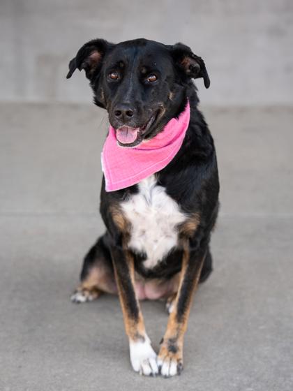 Enlarge Nellie, a Adoptable mixed breed in Longmont, CO image 3/3