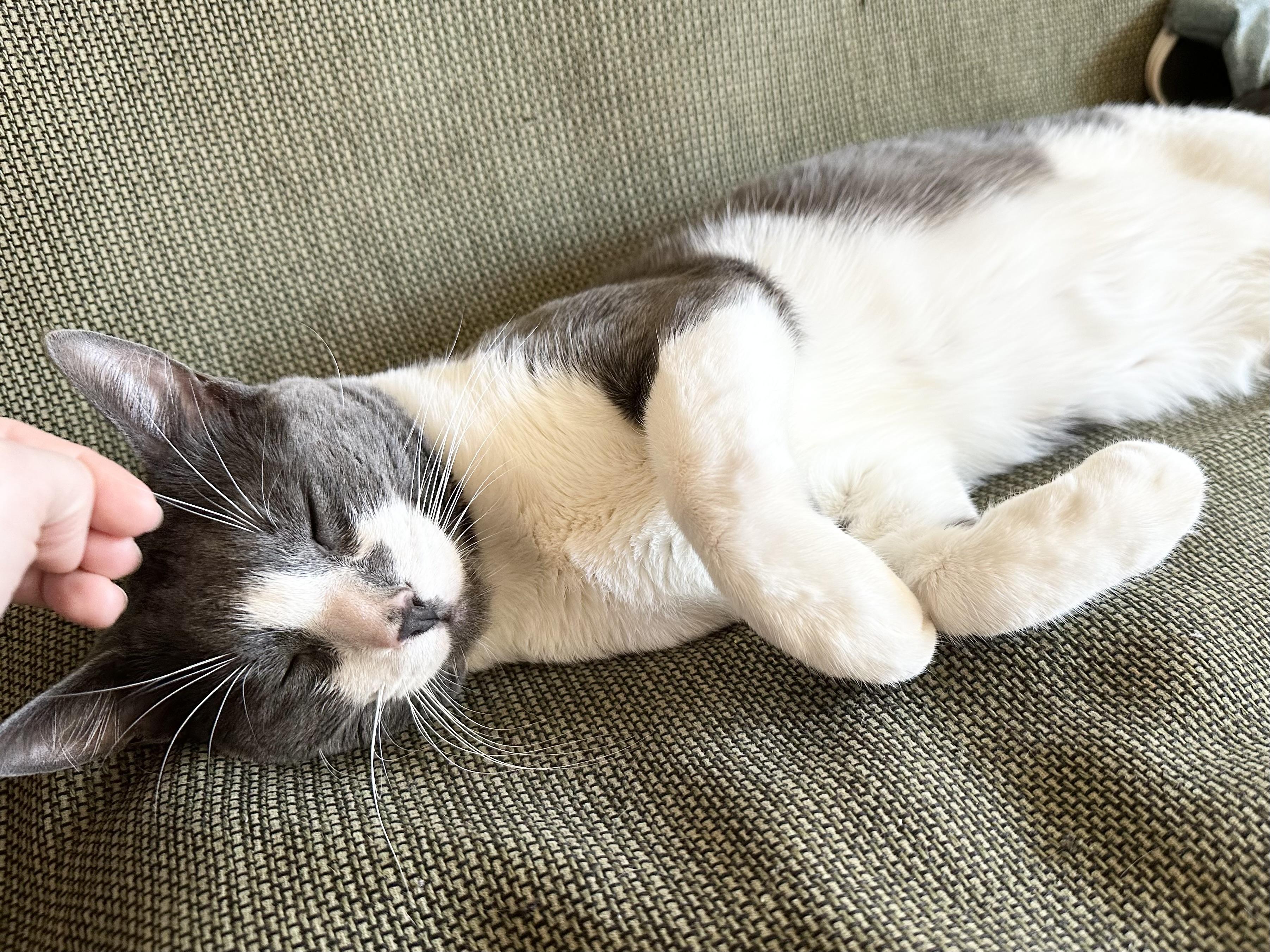 Delancey, an adopted American Shorthair in New York, NY image 4/6