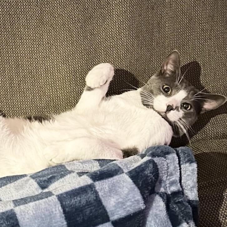 Delancey, an adopted American Shorthair in New York, NY image 2/6