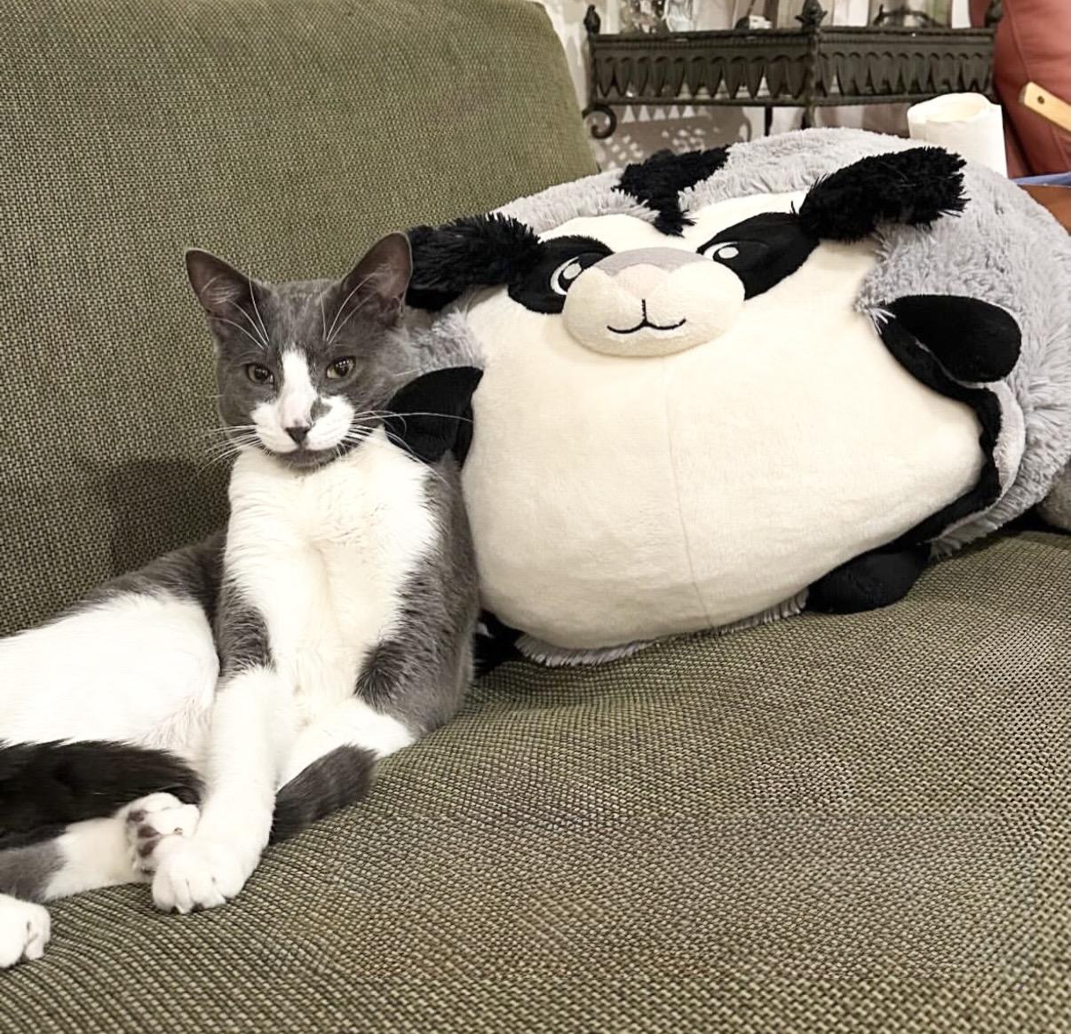Delancey, an adopted American Shorthair in New York, NY image 3/6