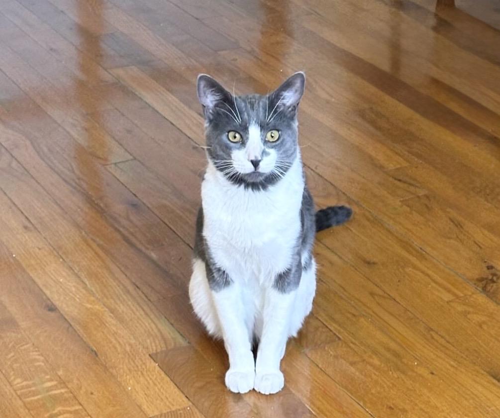 Delancey, an adopted American Shorthair in New York, NY image 6/6