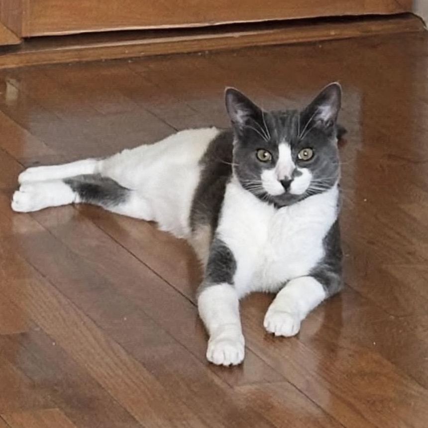 Delancey, an adopted American Shorthair in New York, NY image 1/6