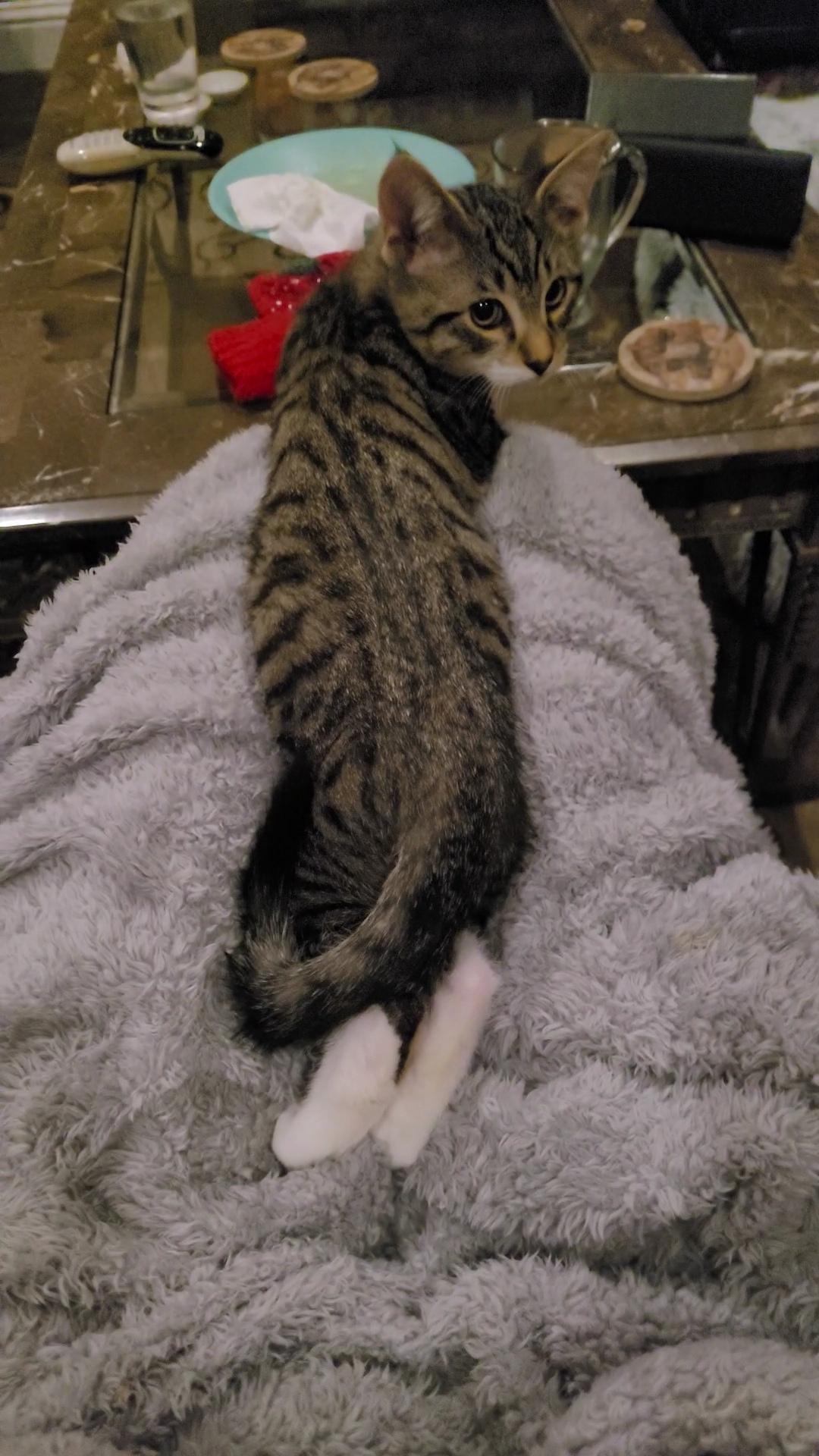 Enlarge VINCE NEIL (Motley Crue) , a ADOPTABLE mixed breed in Escalon, CA image 2/6