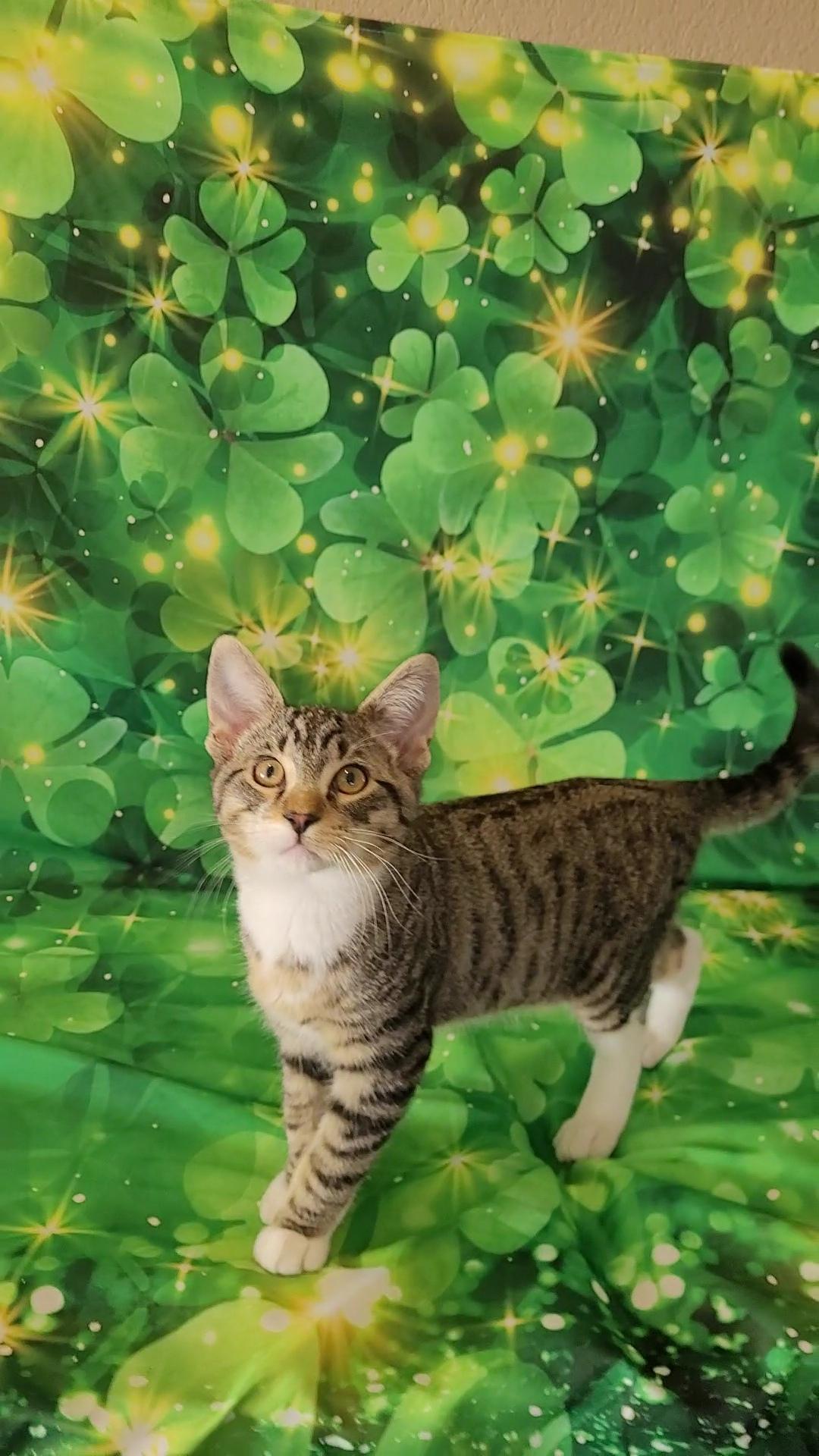 VINCE NEIL (Motley Crue) , ADOPTABLE, Young Male Tabby & Tuxedo.