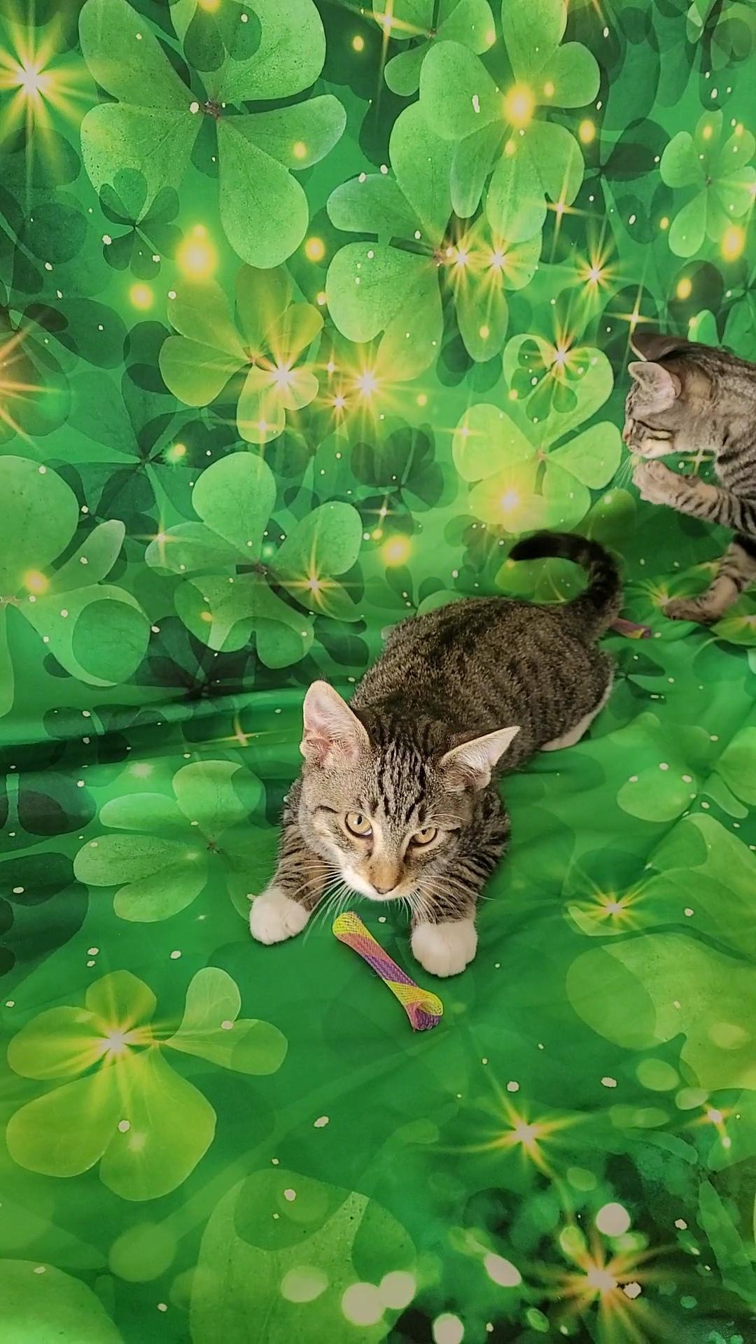 Enlarge VINCE NEIL (Motley Crue) , a ADOPTABLE mixed breed in Escalon, CA image 6/6