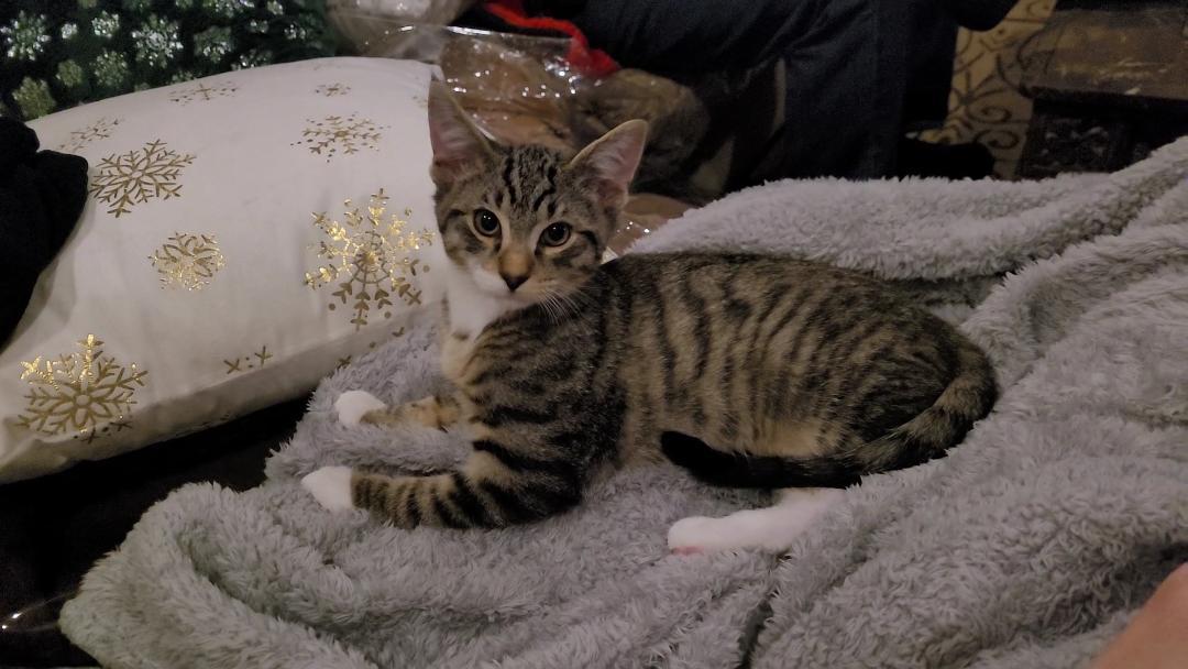 Enlarge VINCE NEIL (Motley Crue) , a ADOPTABLE mixed breed in Escalon, CA image 5/6