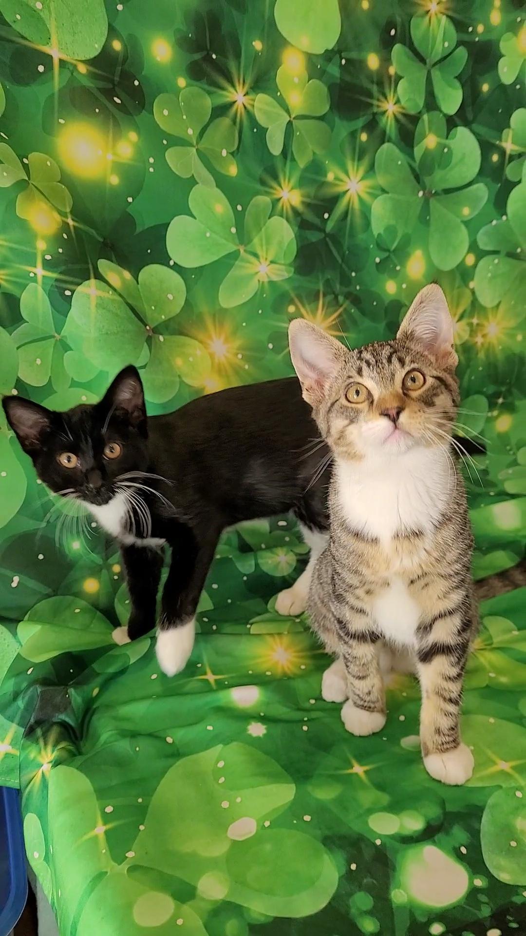 Enlarge VINCE NEIL (Motley Crue) , a ADOPTABLE mixed breed in Escalon, CA image 3/6