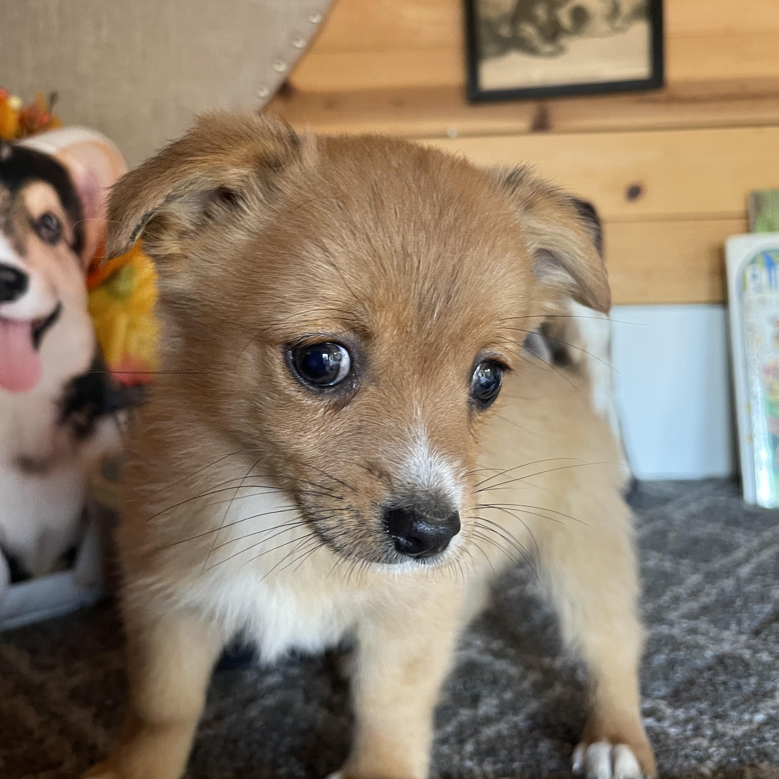 Enlarge Forest, a ADOPTABLE mixed breed in Vacaville, CA image 3/4