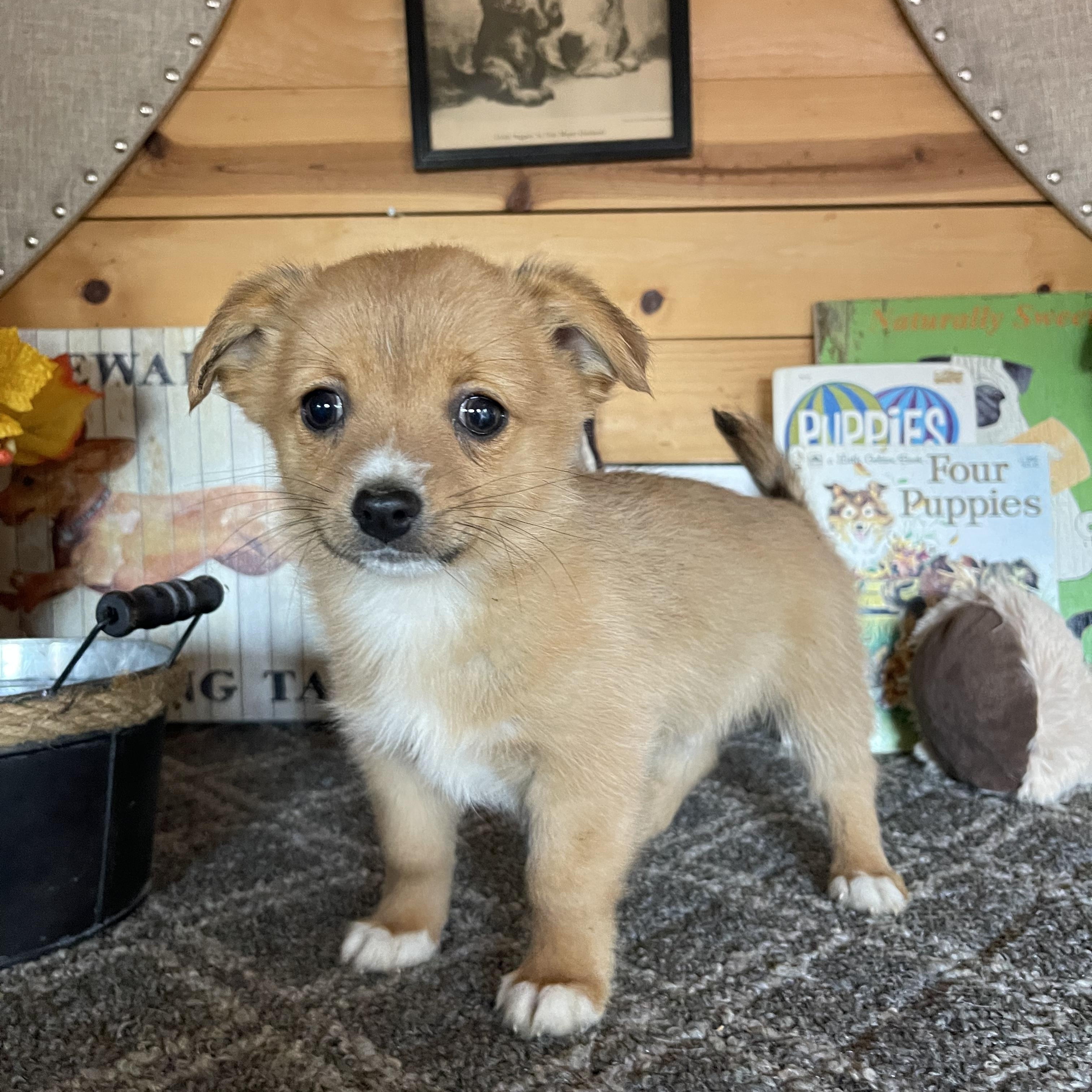 Enlarge Forest, a ADOPTABLE mixed breed in Vacaville, CA image 1/4