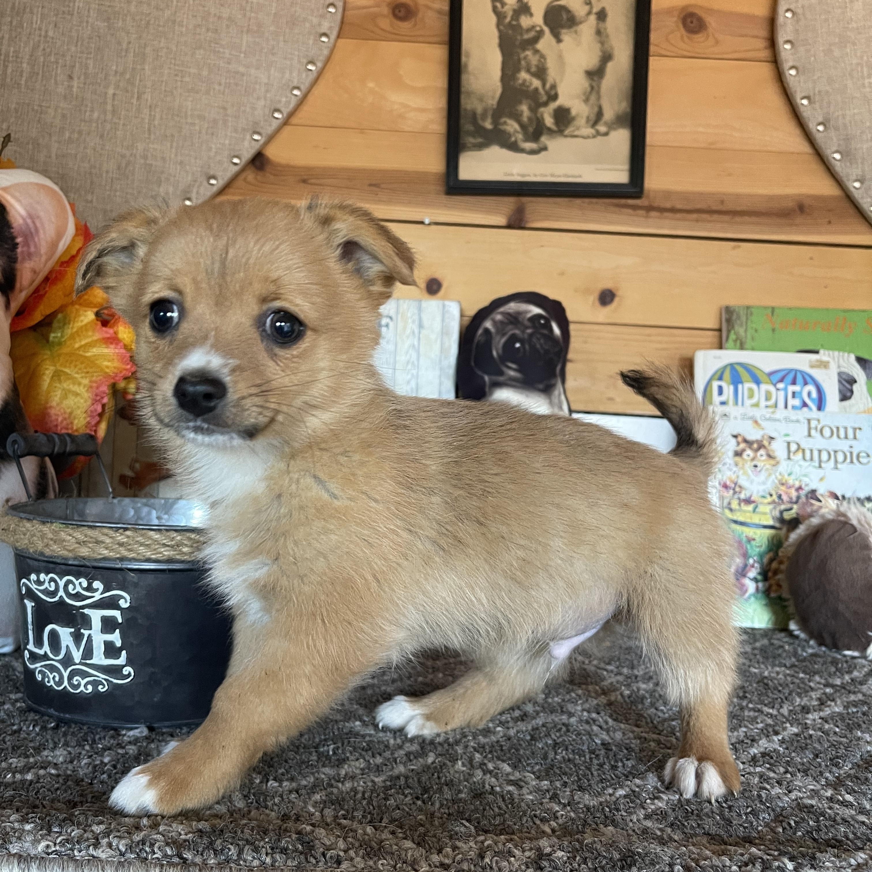 Enlarge Forest, a ADOPTABLE mixed breed in Vacaville, CA image 4/4