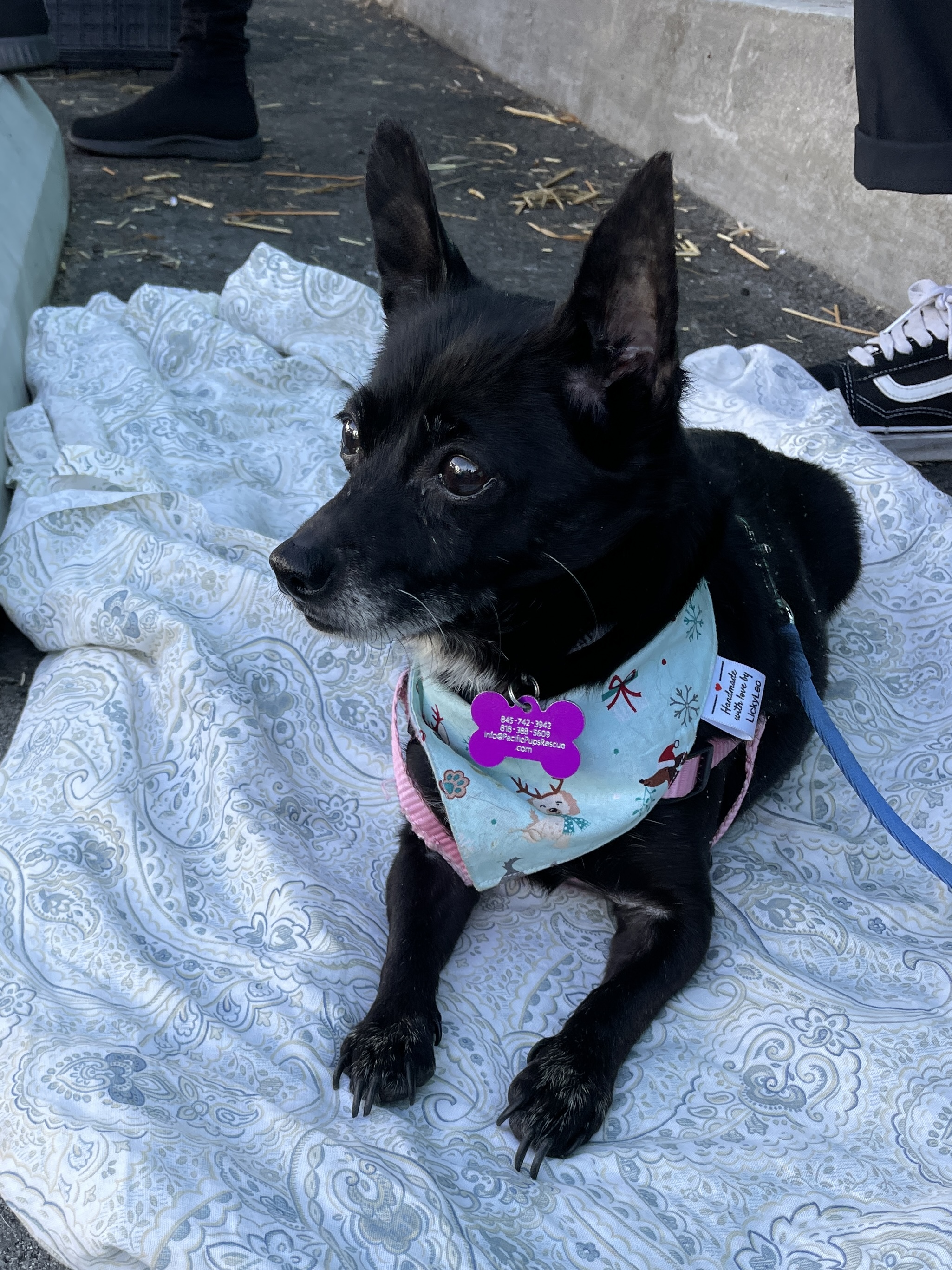 Karo, a Adoptable mixed breed in Marina Del Rey, CA image 6/6