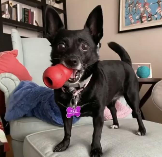 Karo, a Adoptable mixed breed in Marina Del Rey, CA image 3/6