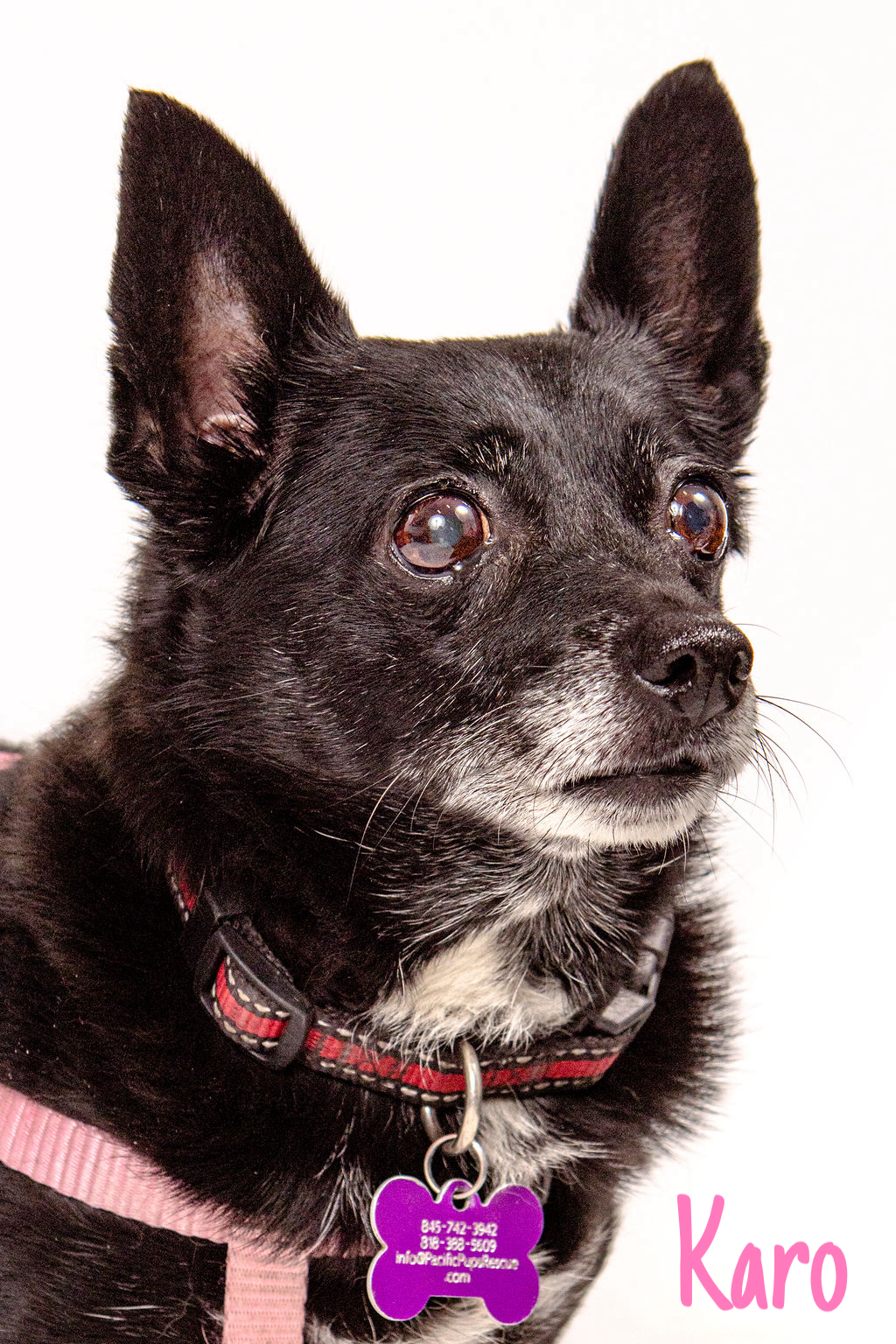 Karo, a Adoptable mixed breed in Marina Del Rey, CA image 1/6