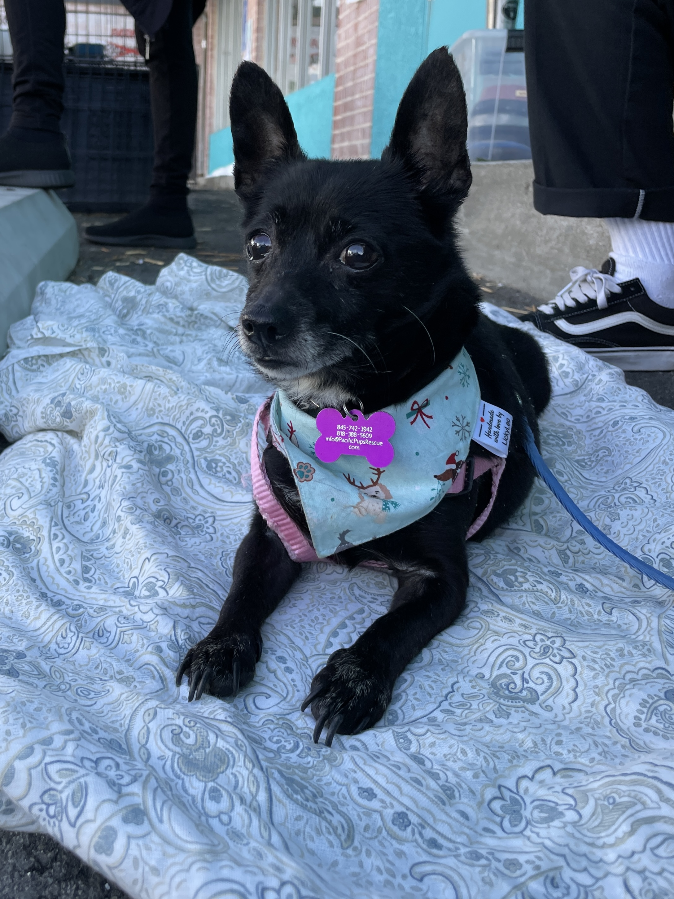 Karo, a Adoptable mixed breed in Marina Del Rey, CA image 4/6