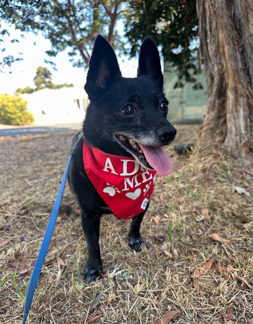 Karo, a Adoptable mixed breed in Marina Del Rey, CA image 2/6