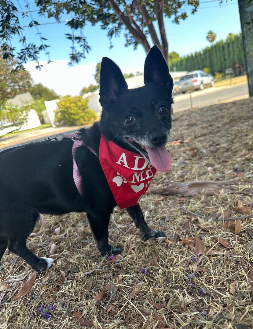 Karo, a Adoptable mixed breed in Marina Del Rey, CA image 5/6