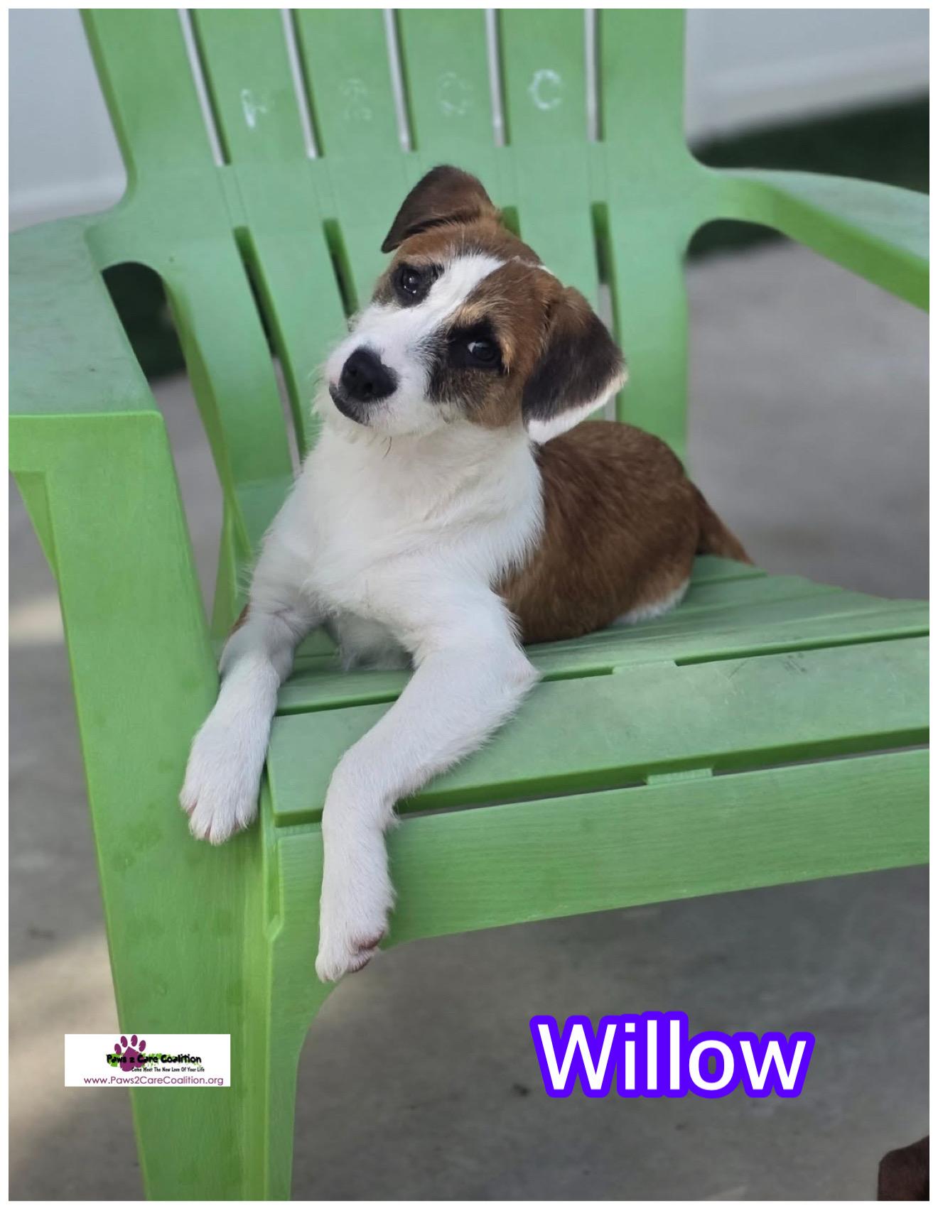 Enlarge Willow, a Adopted mixed breed in Hollywood, FL image 1/1