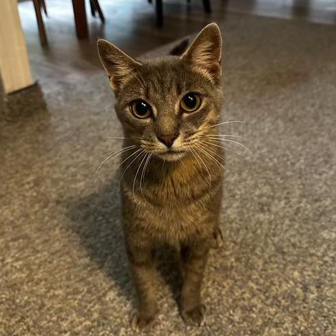 Faygo, Adoptable, Adult Male Domestic Short Hair.