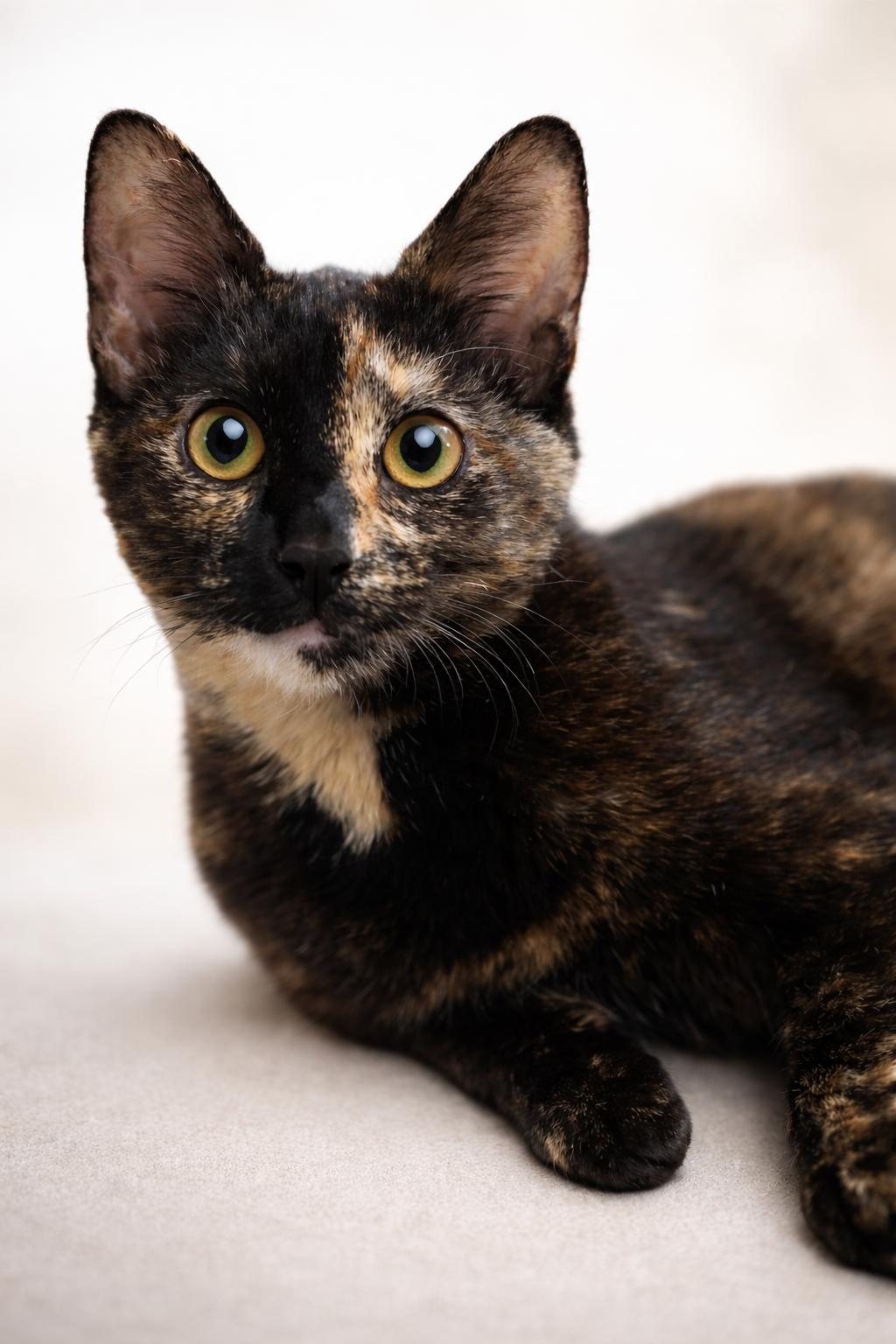 Enlarge Terra, a ADOPTABLE Tortoiseshell in Houston, TX image 1/6