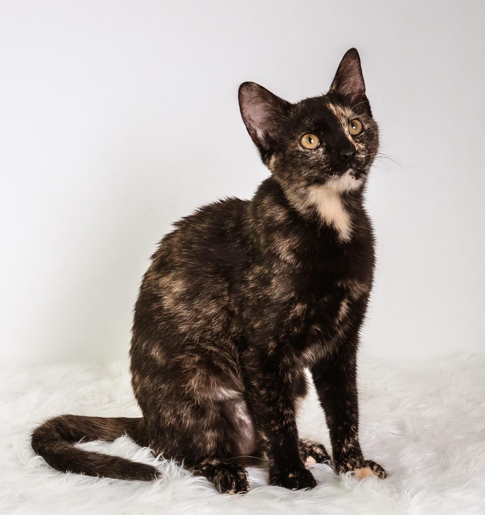 Enlarge Terra, a ADOPTABLE Tortoiseshell in Houston, TX image 4/6
