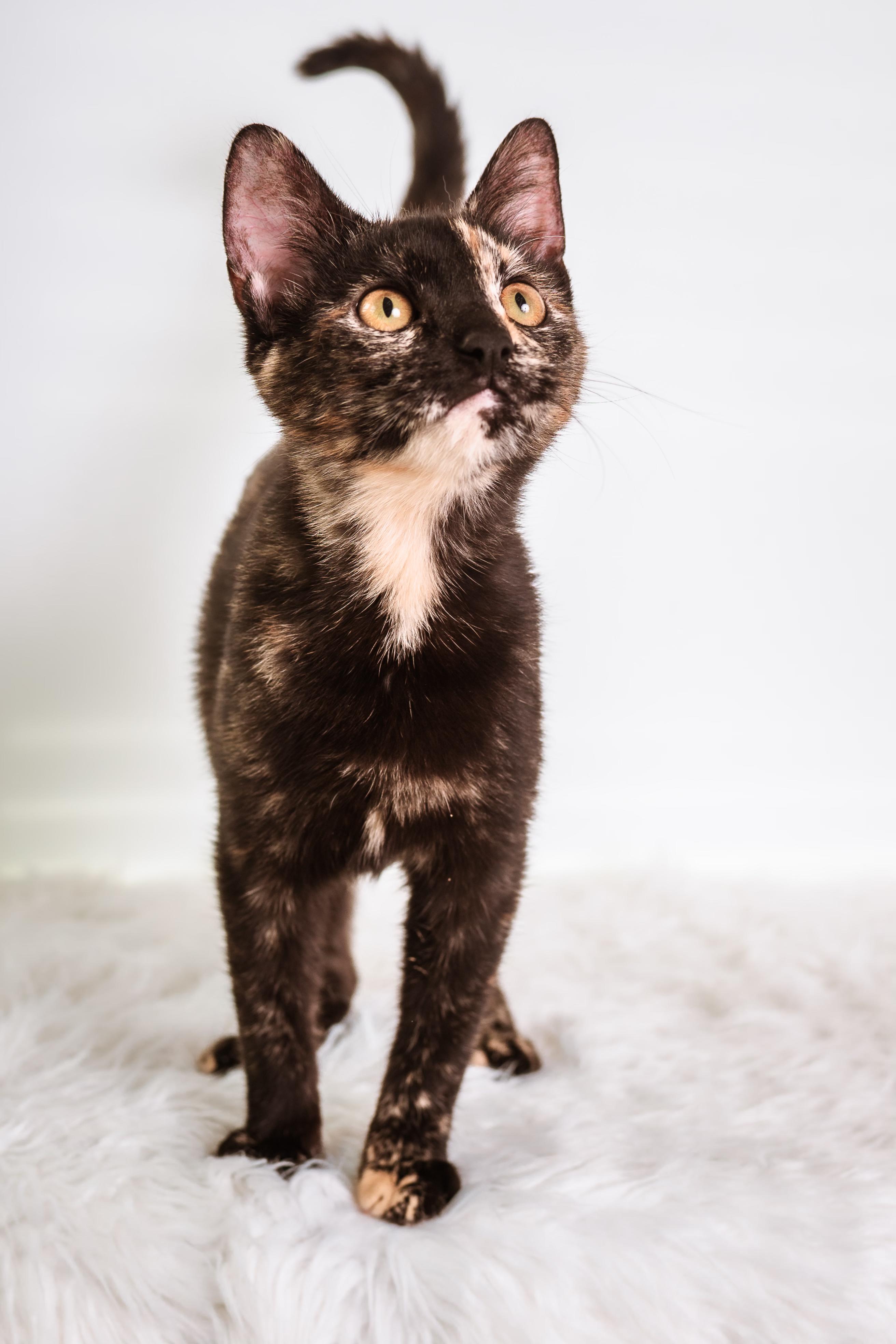 Enlarge Terra, a ADOPTABLE Tortoiseshell in Houston, TX image 2/6