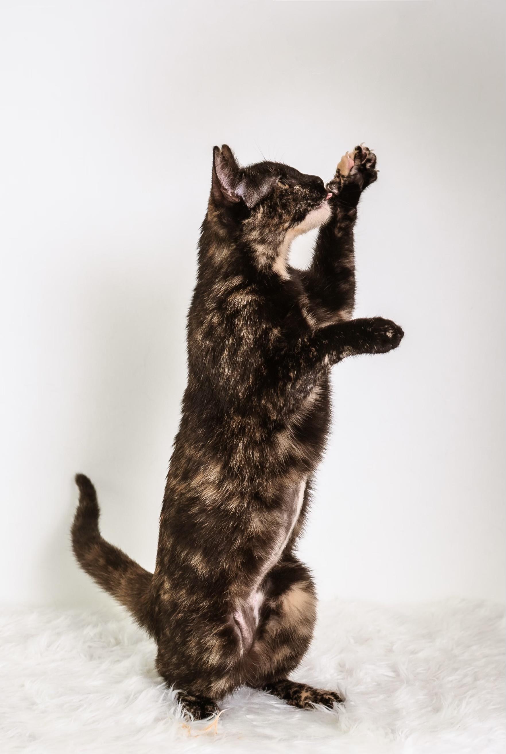 Enlarge Terra, a ADOPTABLE Tortoiseshell in Houston, TX image 6/6