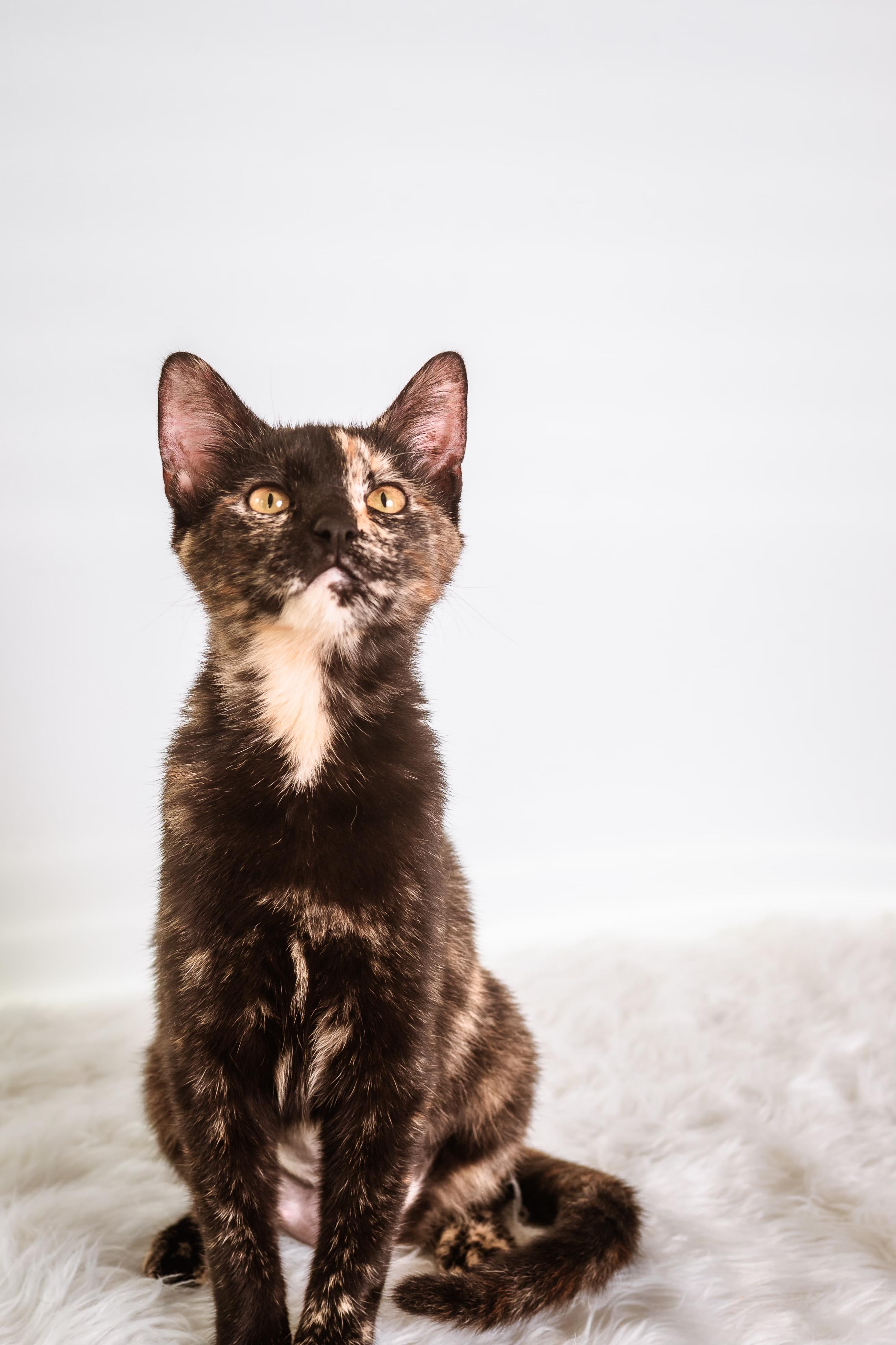Enlarge Terra, a ADOPTABLE Tortoiseshell in Houston, TX image 3/6