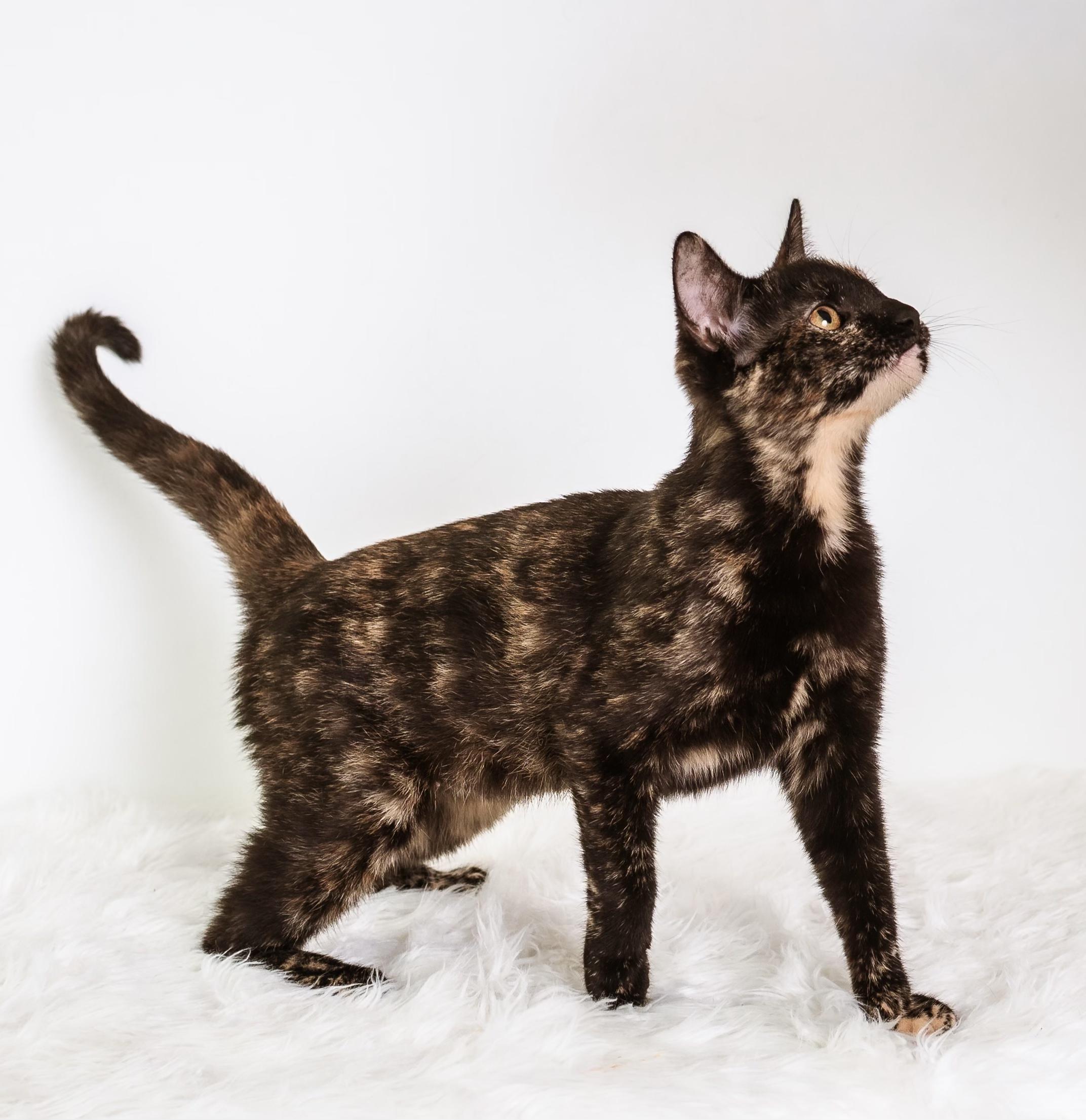 Enlarge Terra, a ADOPTABLE Tortoiseshell in Houston, TX image 5/6