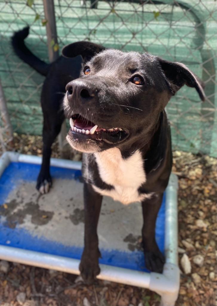 Rowley, Adoptable, Young Male Mixed Breed.