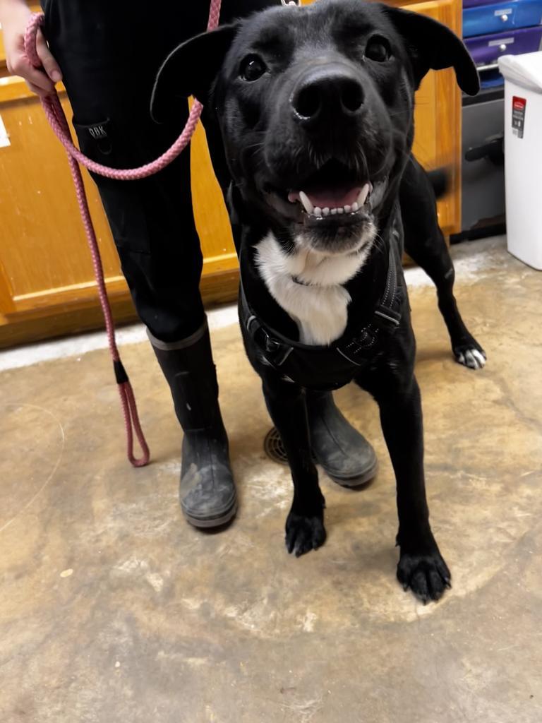 Enlarge Rowley, a Adoptable mixed breed in Lockhart, TX image 2/4