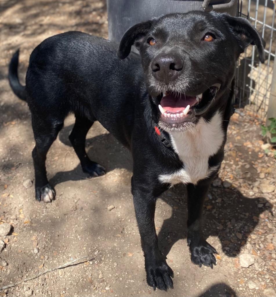 Enlarge Rowley, a Adoptable mixed breed in Lockhart, TX image 3/4