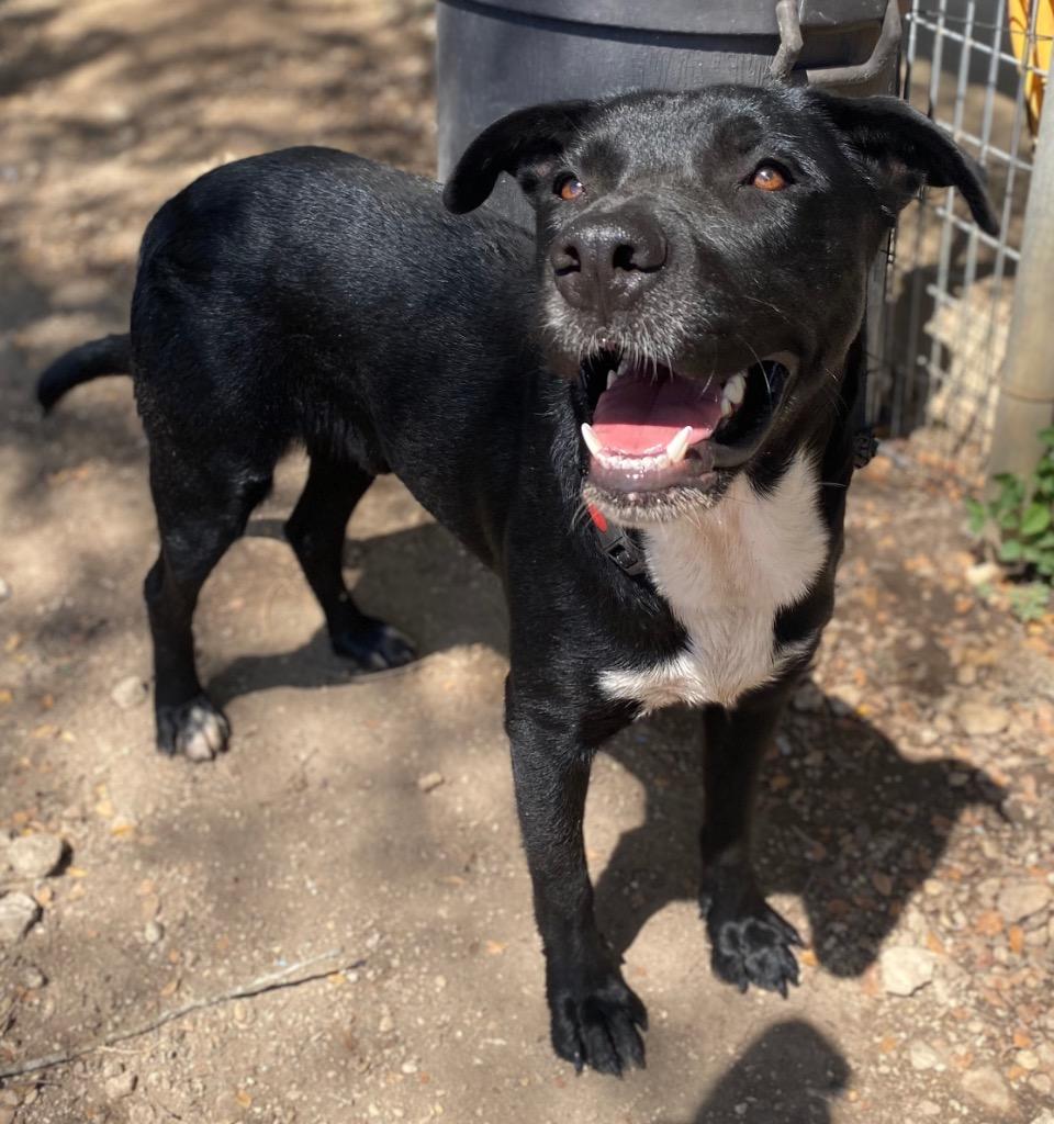 Enlarge Rowley, a Adoptable mixed breed in Lockhart, TX image 4/4