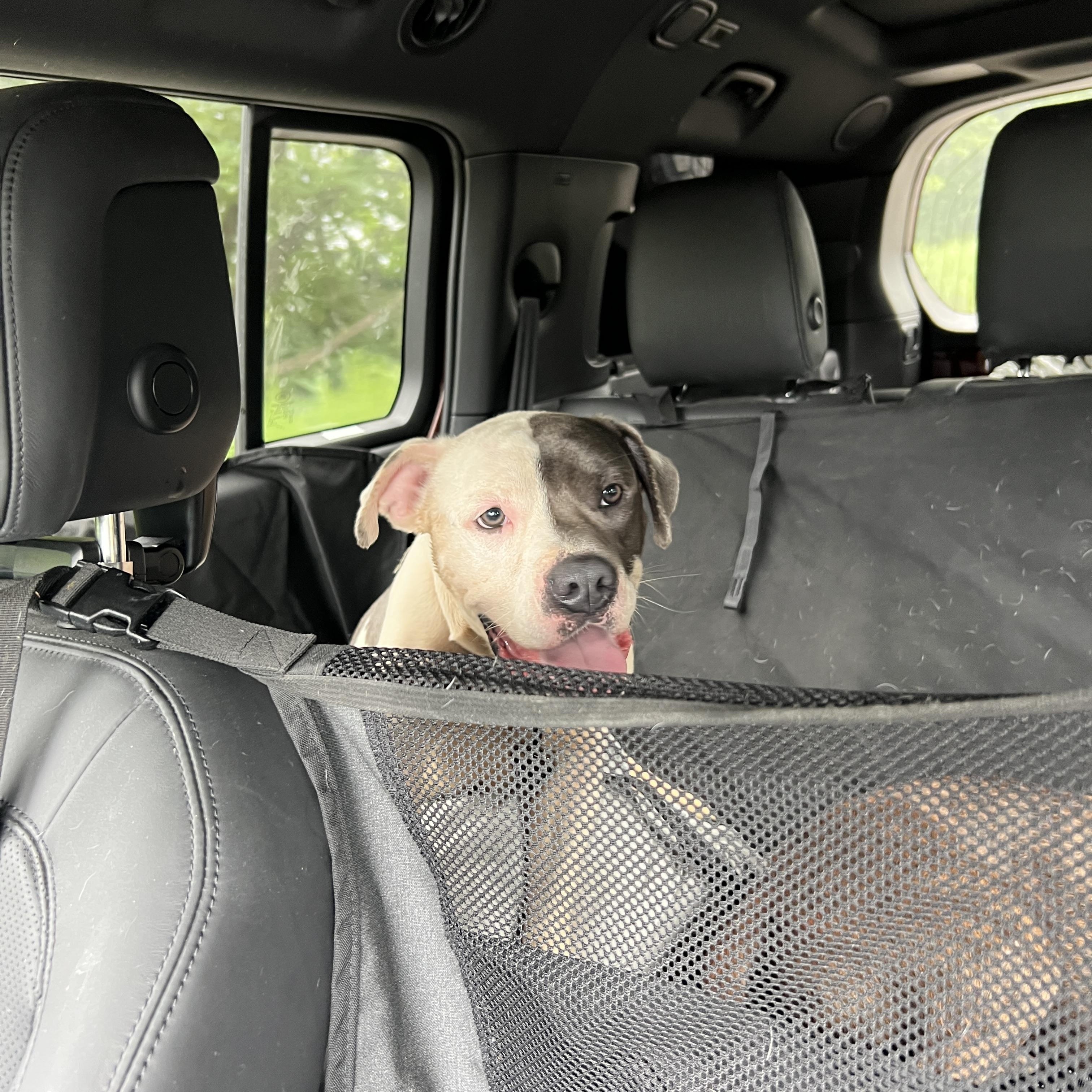 A Disney baby, KANE, a Adoptable mixed breed in Beacon, NY image 3/6