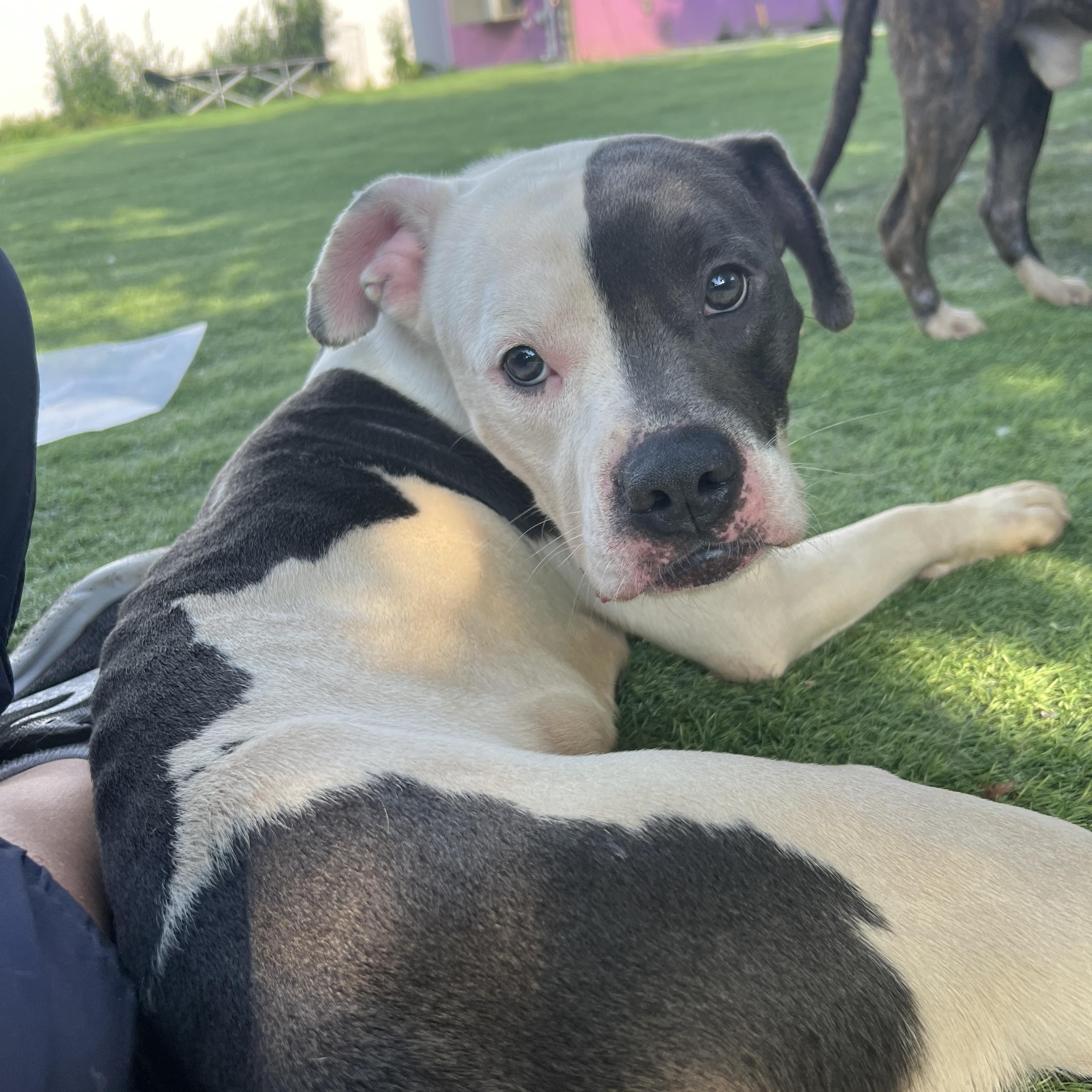 A Disney baby, KANE, a Adoptable mixed breed in Beacon, NY image 5/6