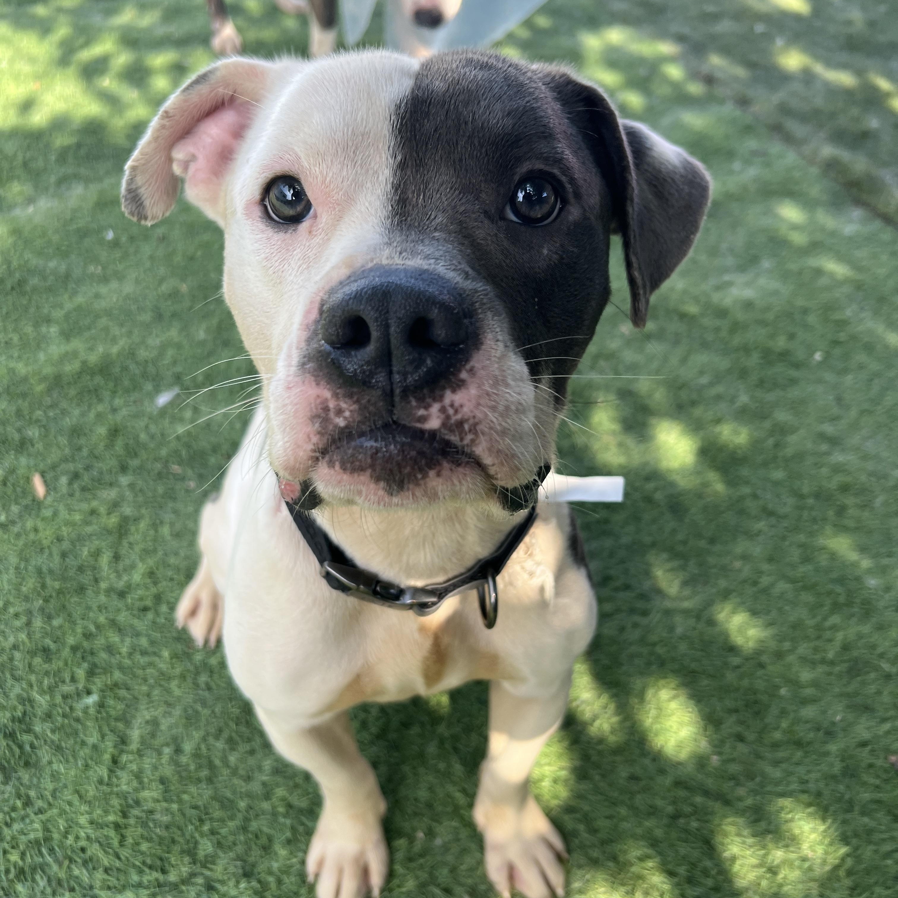A Disney baby, KANE, Adoptable, Young Male Mixed Breed & American Staffordshire Terrier.