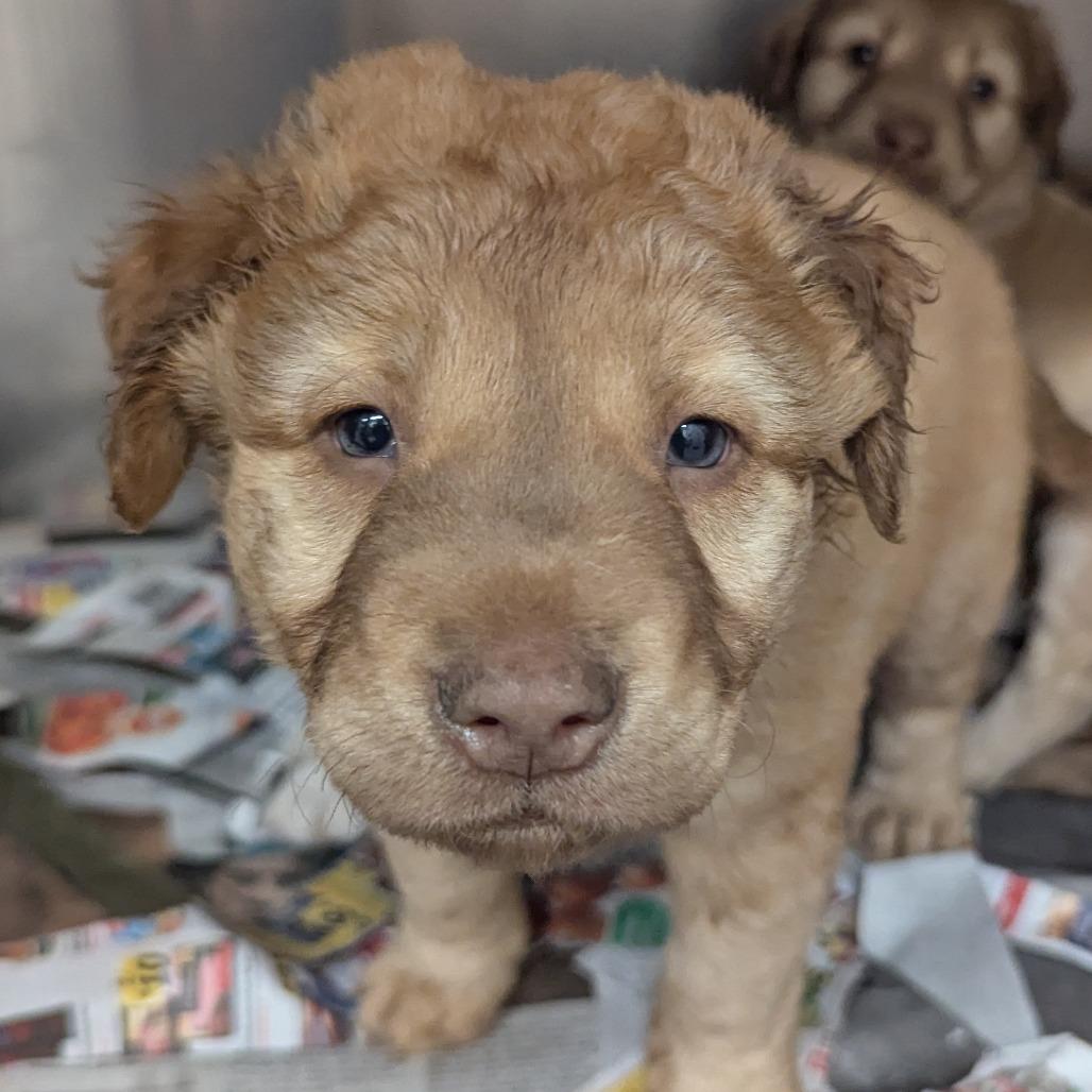 Arbor (Flynn Mulligan), Adoptable, Young Male Retriever.