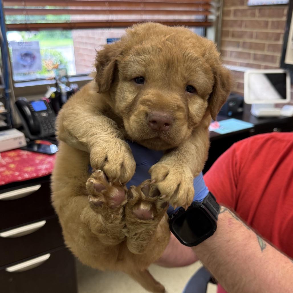 Enlarge Arbor (Flynn Mulligan), a Adoptable Retriever in Birmingham, AL image 2/2