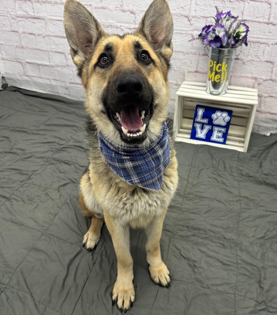 Keith Winslet, Adoptable, Adult Male German Shepherd Dog.