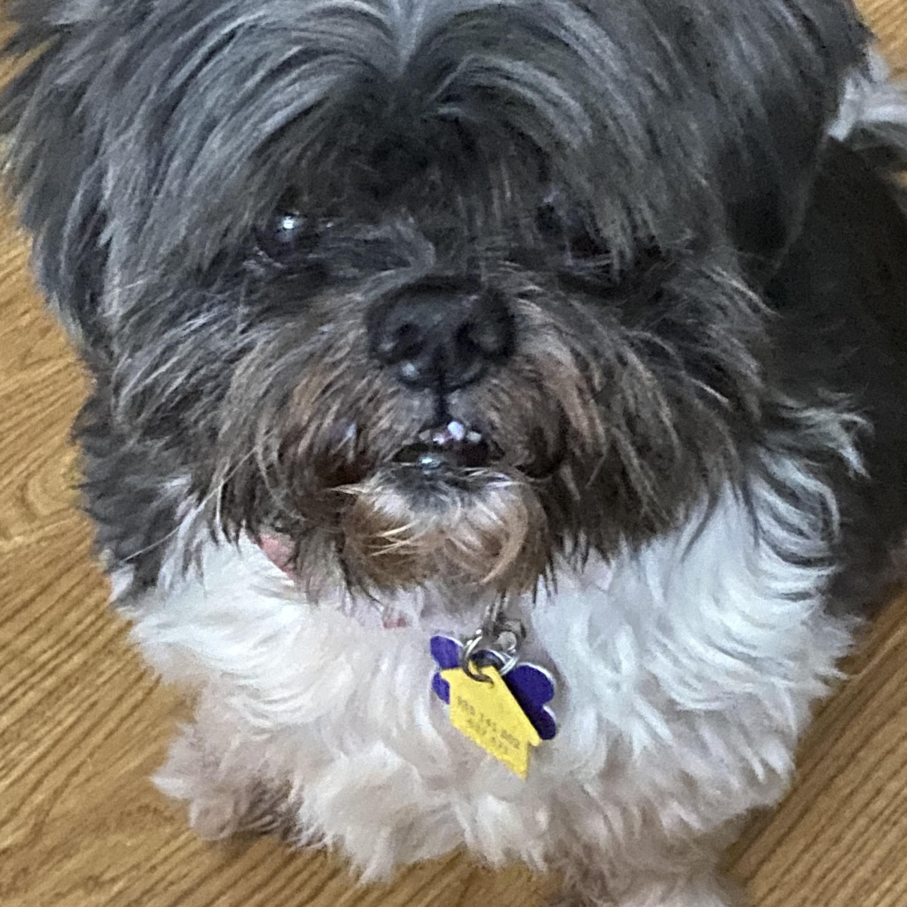 Samoa Carroll, Adult Male Shih Tzu